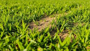 Sand auf den Rasen streuen? Diese simple Methode wirkt wahre Wunder fürs Gras